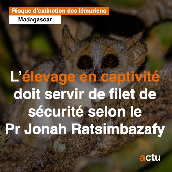 Pr Jonah Ratsimbazafy : Risque d'extinction des lémuriens : l'elevage en captivité serait le filet de sécurité selon Pr Jonah