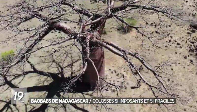 Baobabs de Madagascar Colosses si imposants et si fragiles RTBF 2021