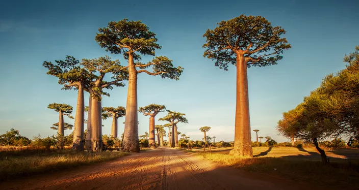 Une des merveilles de Madagascar : l'allée des Baobabs à Morondava