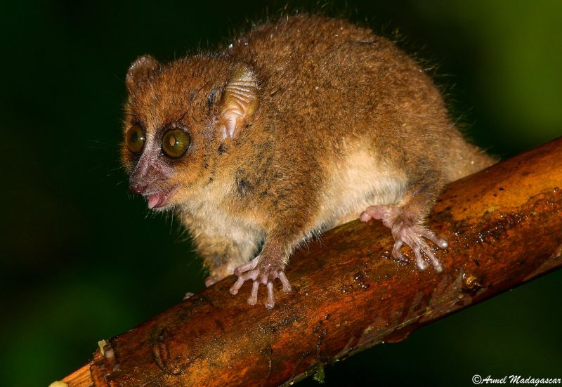 brown mouse lemur ranomafana