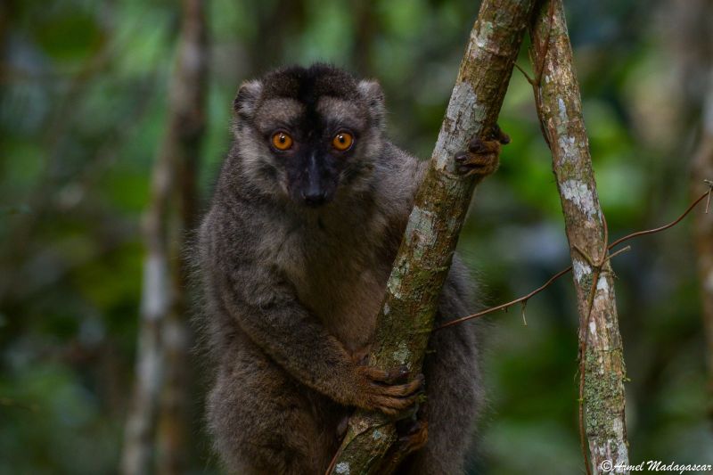 common brown lemur andasibe