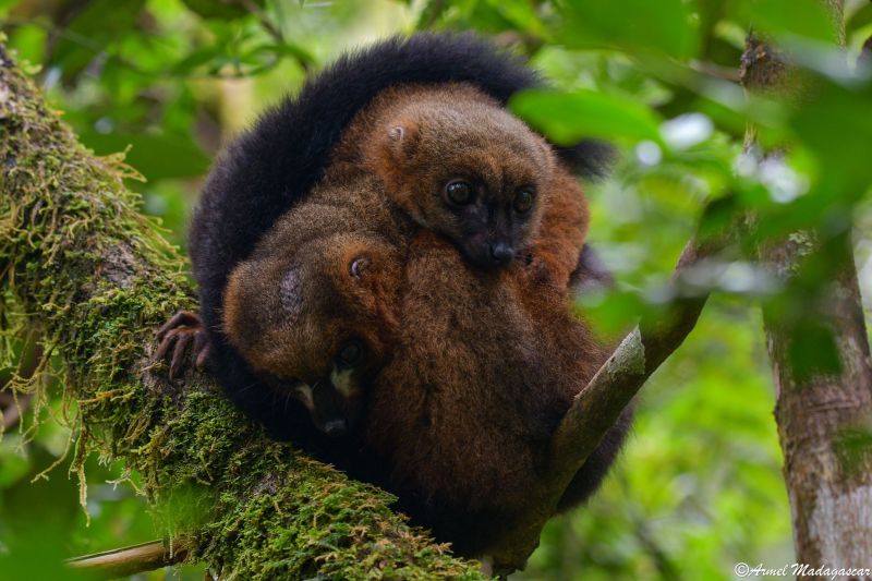 red-bellied lemur Male and femal ranomafana