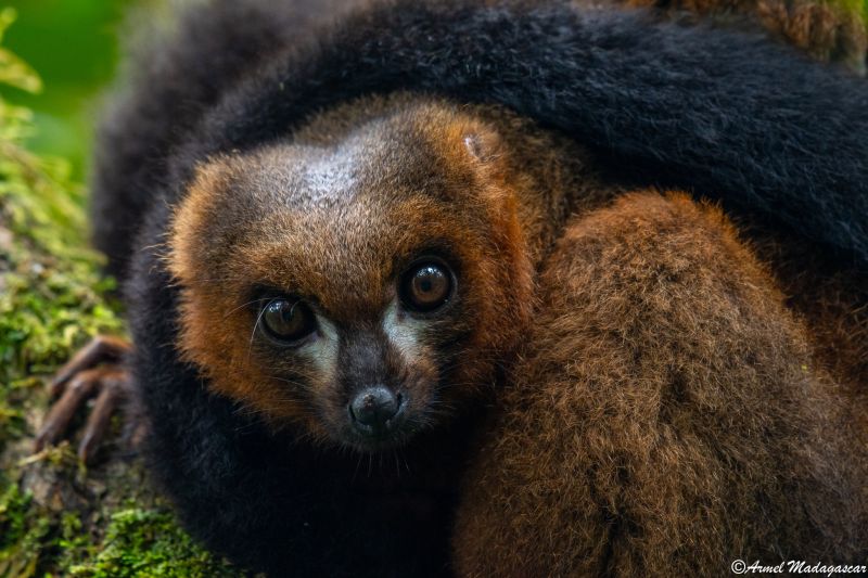 red-bellied lemur ranomafana