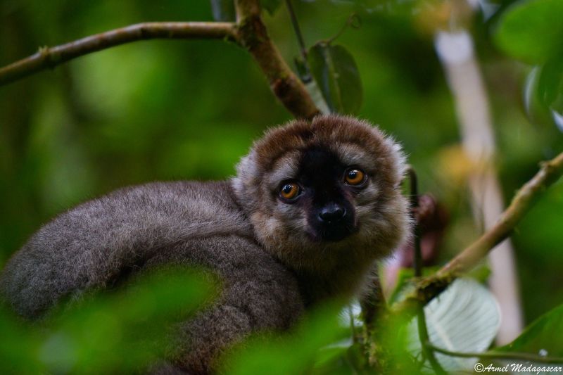 red fronted brown lemur ranomafana