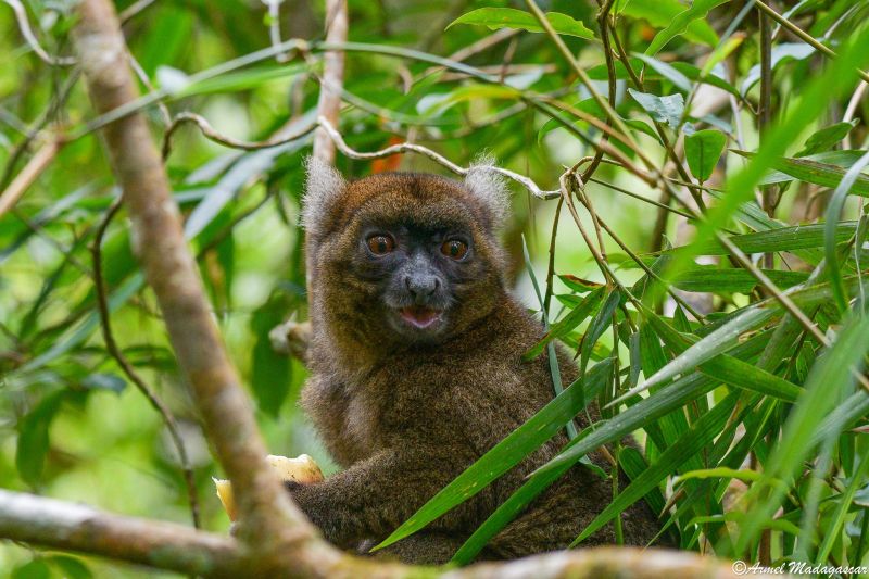 the last greater bamboo lemur in ranomafana